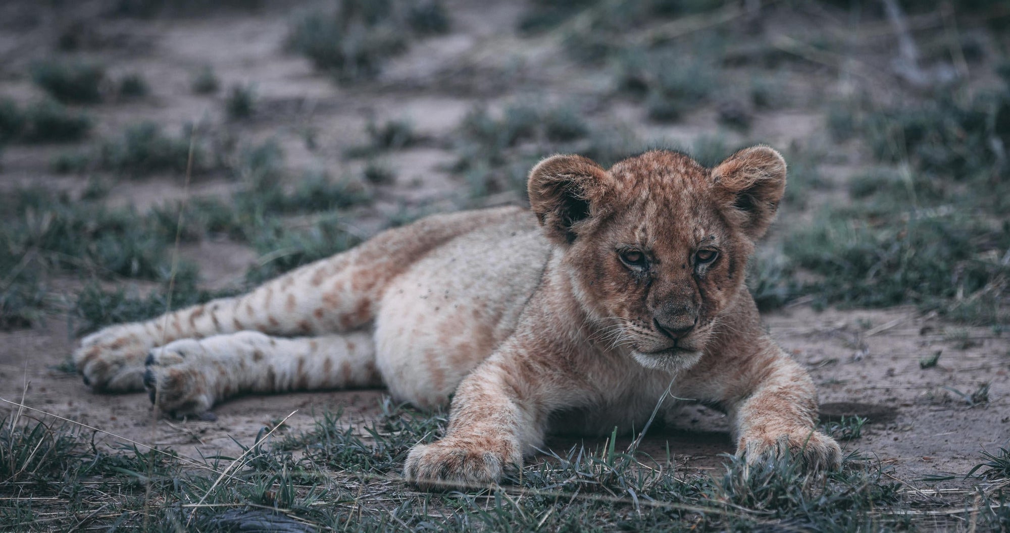 Morning or Afternoon Scheduled Game Drive gallery image 5