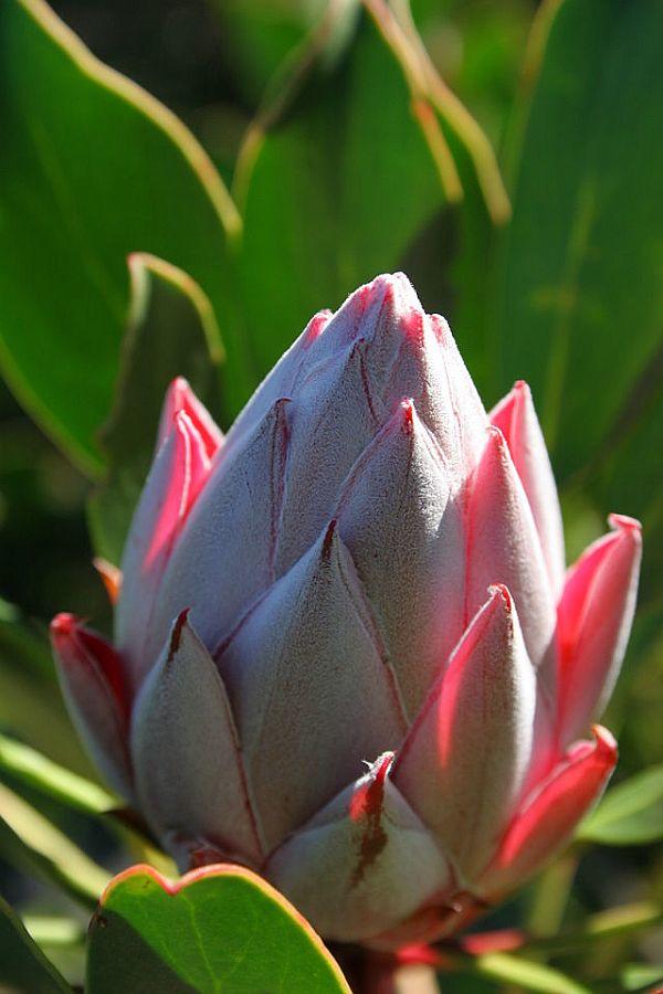 Protea Farm Tour gallery image 1