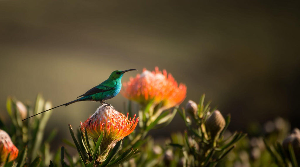 Protea Farm Tour gallery image 4