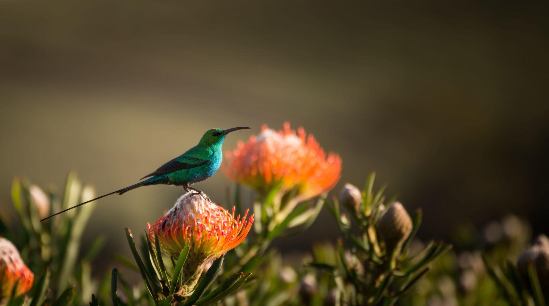 Protea Farm Tour gallery image 4