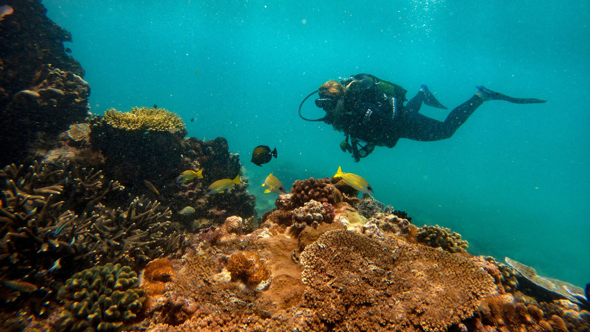 Scuba Diving 2026 (additional cost)