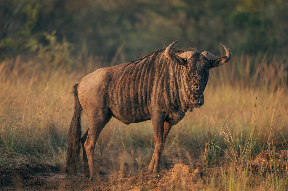 summerplace-game-reserve