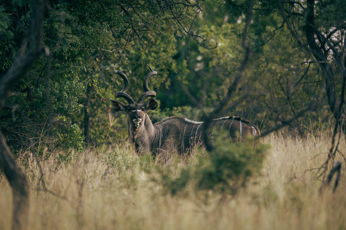 summerplace-game-reserve