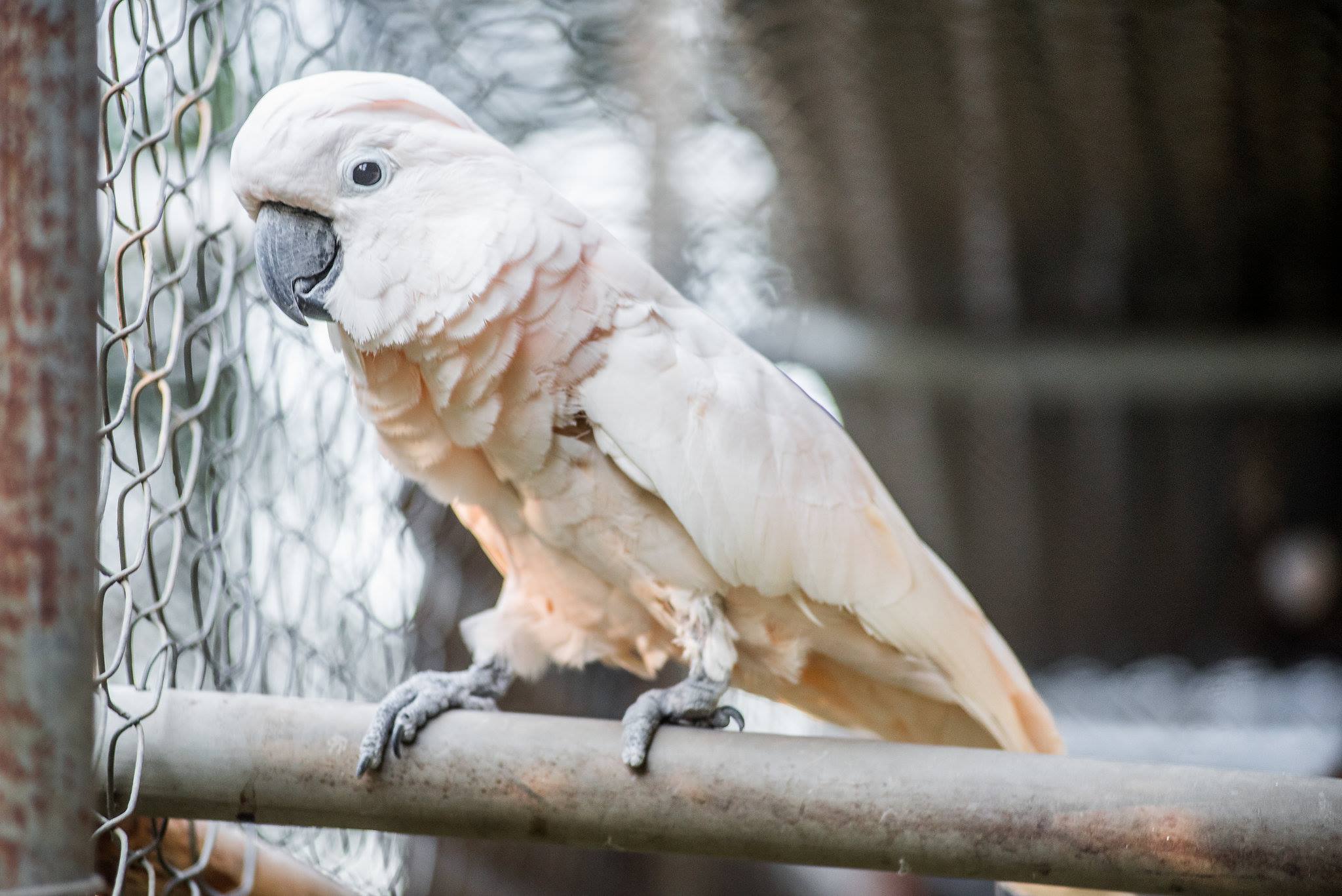 Uncle Sandy's Macaw Bird Park