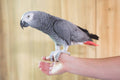 Uncle Sandy's Macaw Bird Park