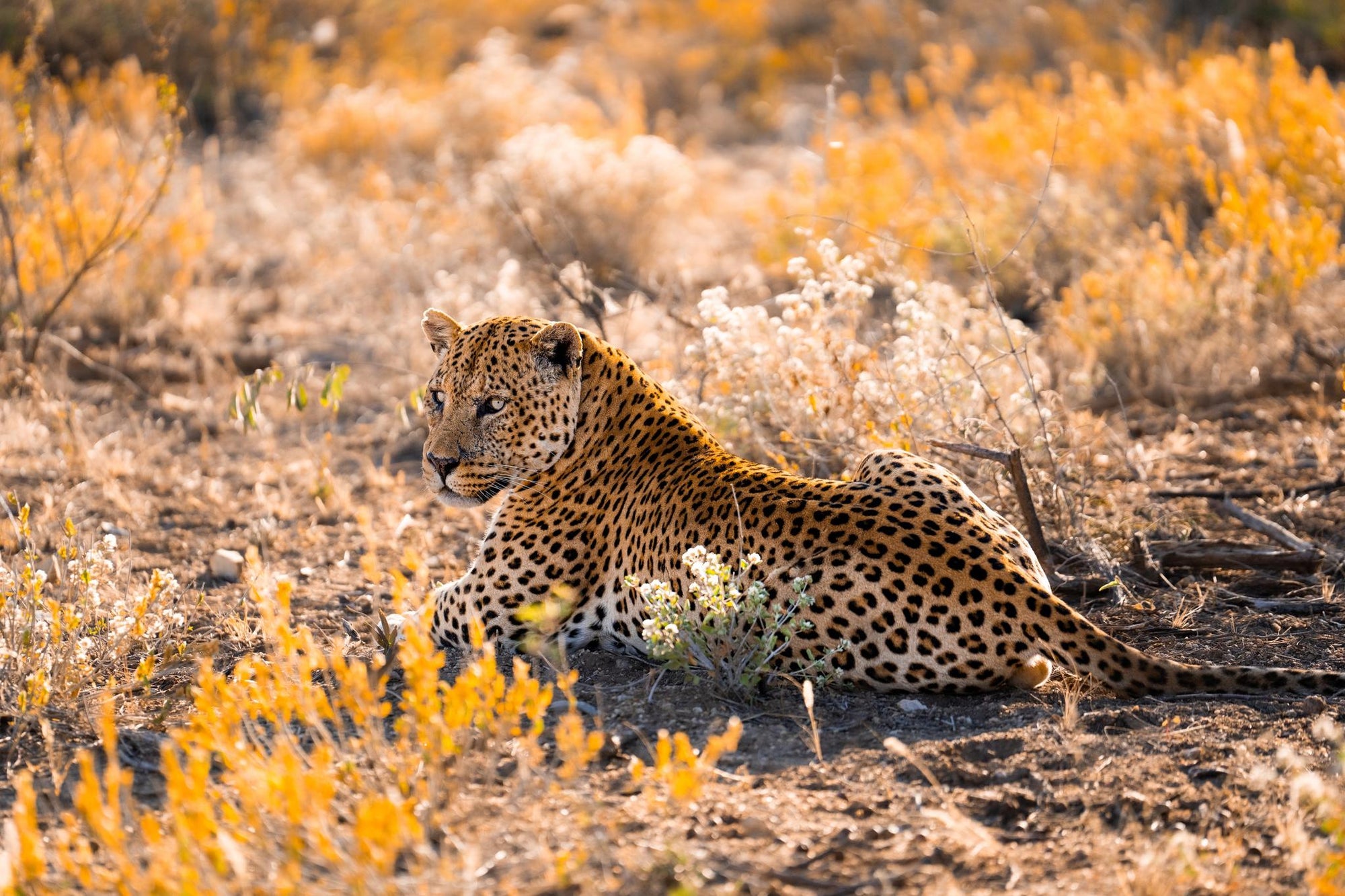 LEOPARD TRACKING gallery image 4