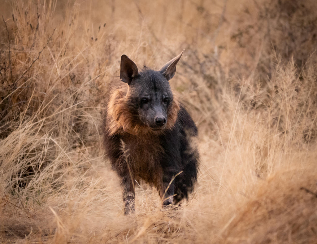 BROWN HYAENA TRACKING gallery image 1