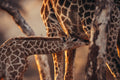 GAME DRIVE & NATURE DRIVE gallery image 1