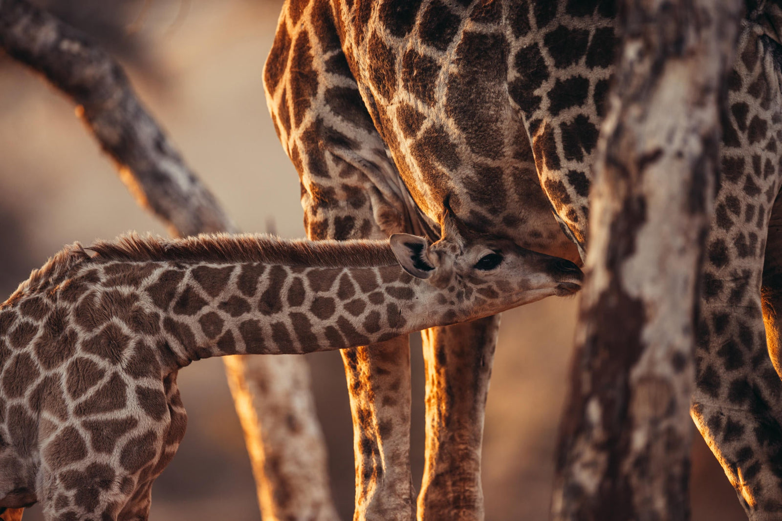GAME DRIVE & NATURE DRIVE