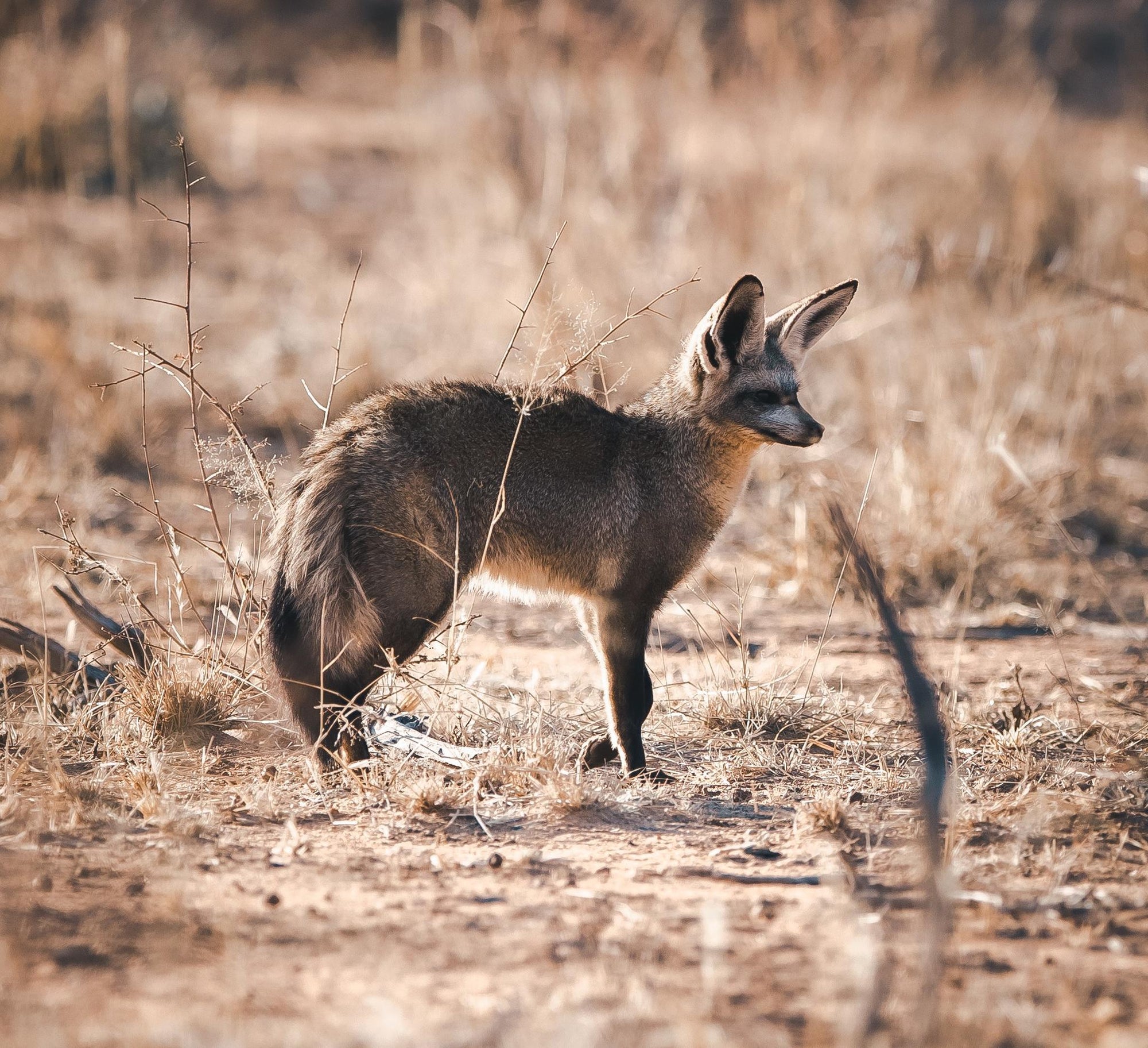 GAME DRIVE & NATURE DRIVE gallery image 2