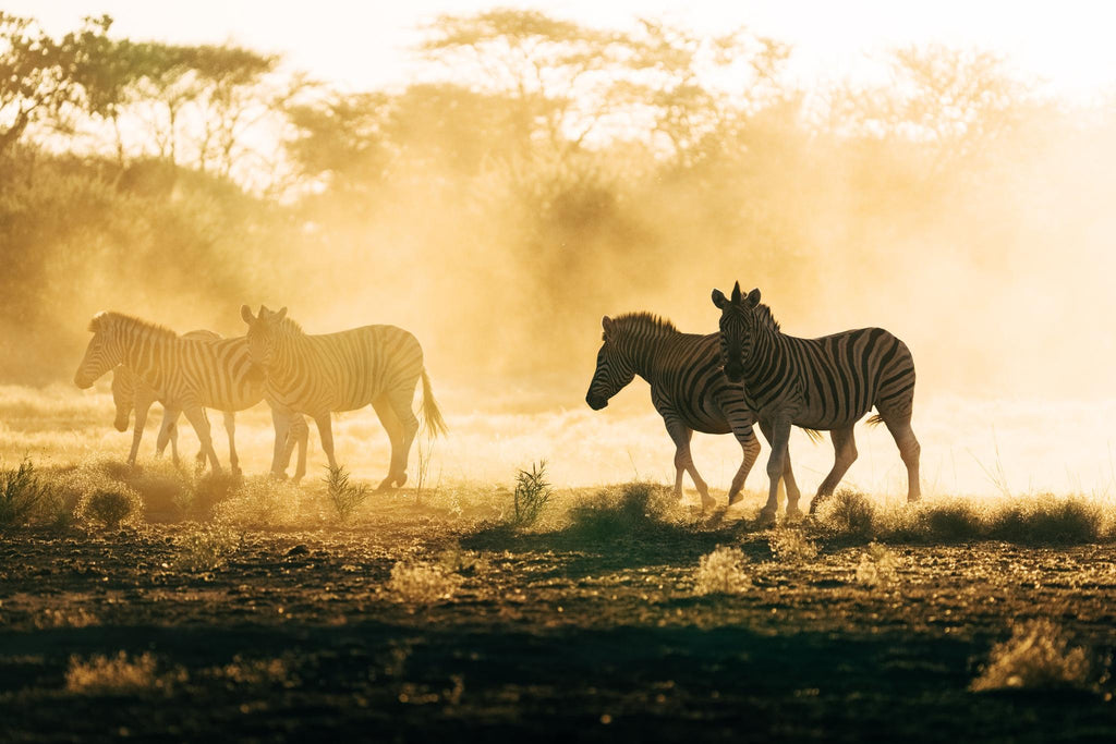 GAME DRIVE & NATURE DRIVE gallery image 3