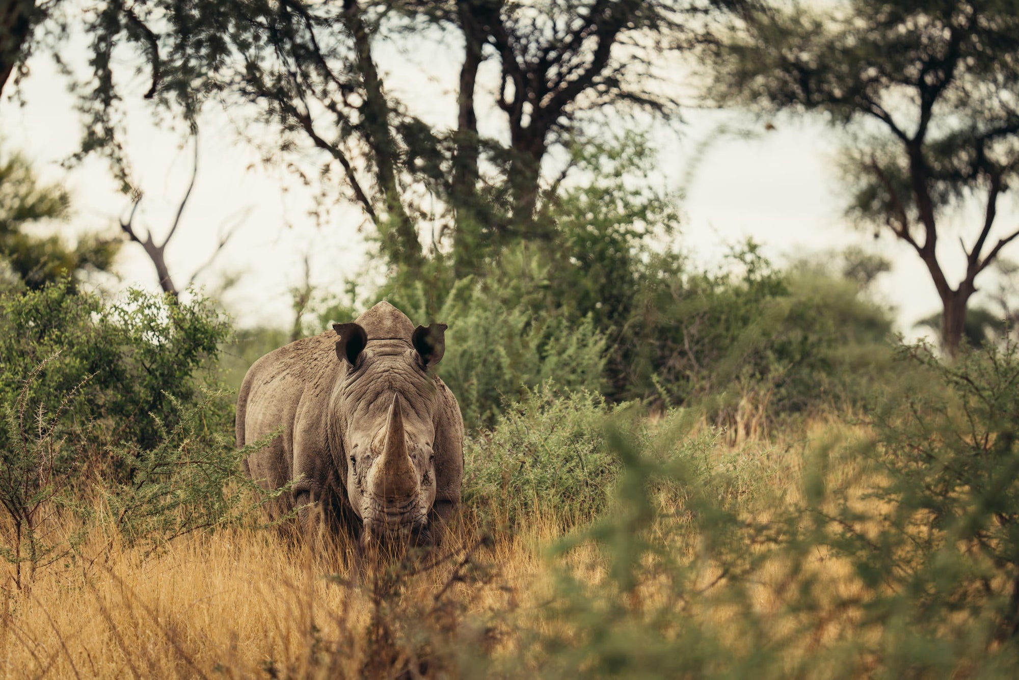 RHINO TRACKING gallery image 2