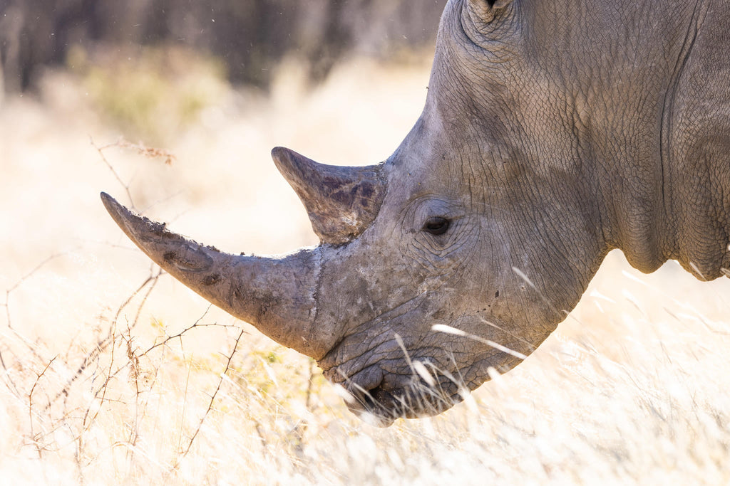 RHINO TRACKING gallery image 3