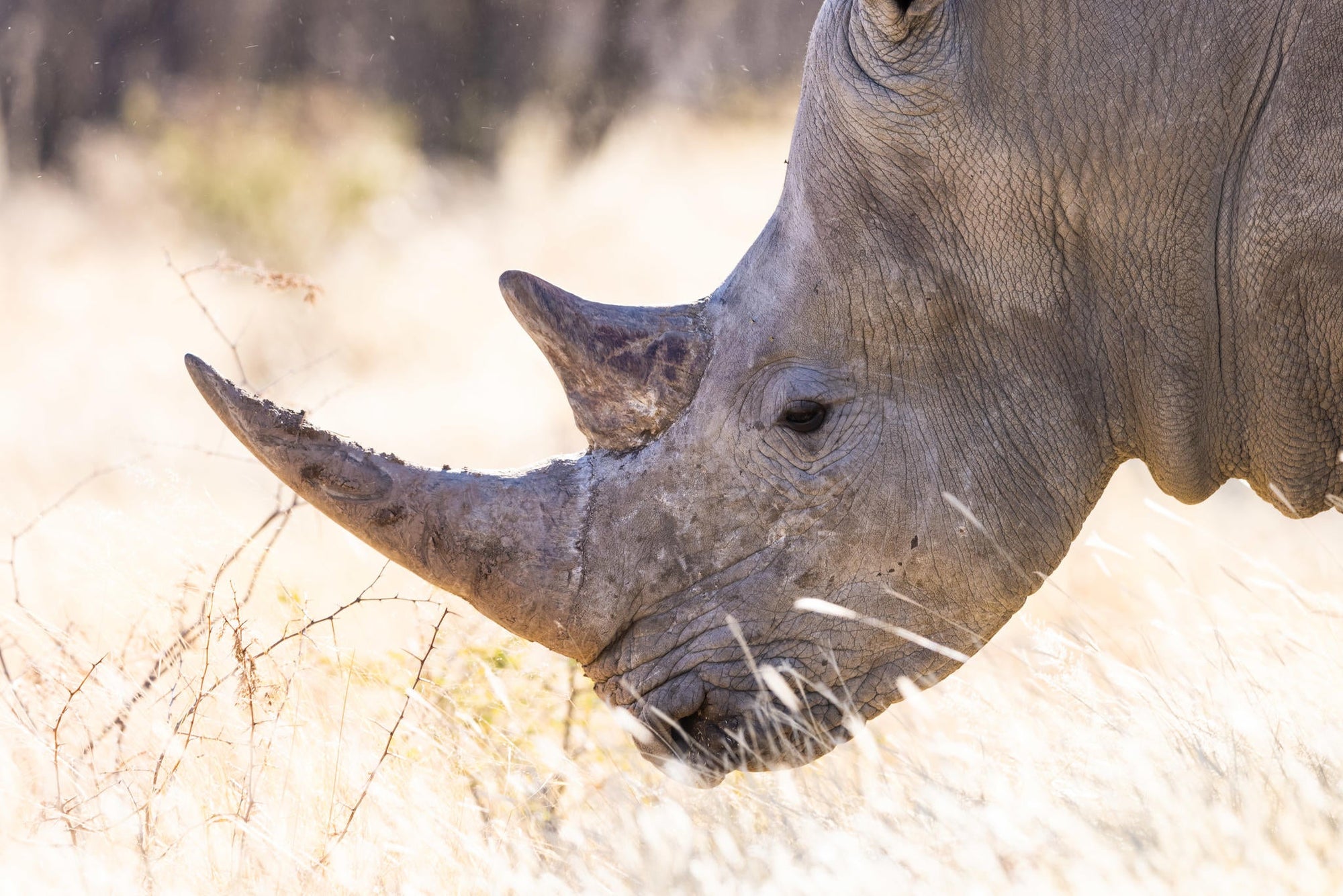 RHINO TRACKING gallery image 3