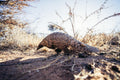 PANGOLIN TRACKING gallery image 1