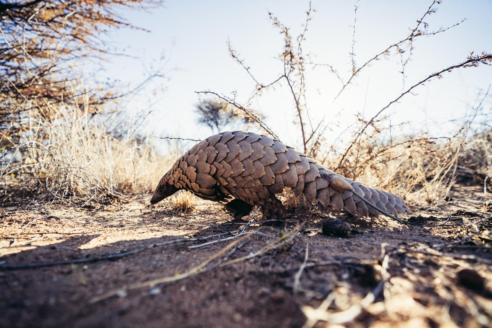 PANGOLIN TRACKING