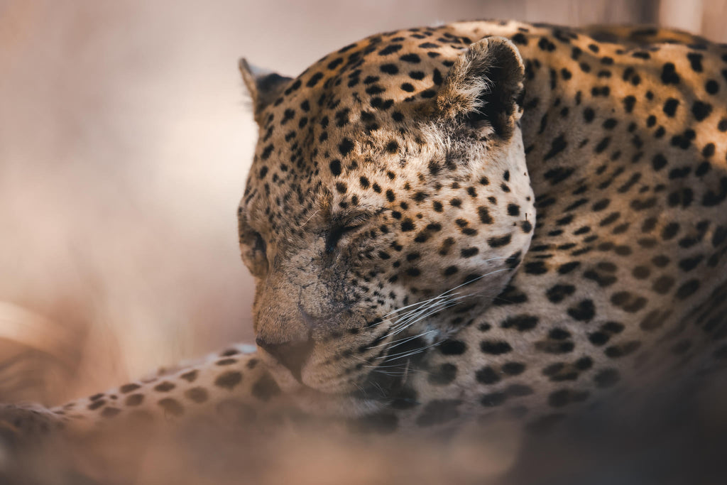 LEOPARD TRACKING: - incl. in Fully Inclusive rate gallery image 1