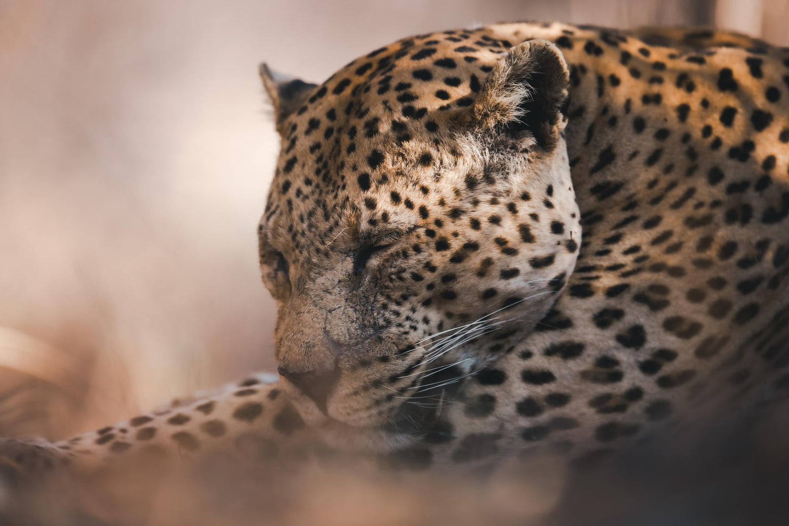 LEOPARD TRACKING: - incl. in Fully Inclusive rate