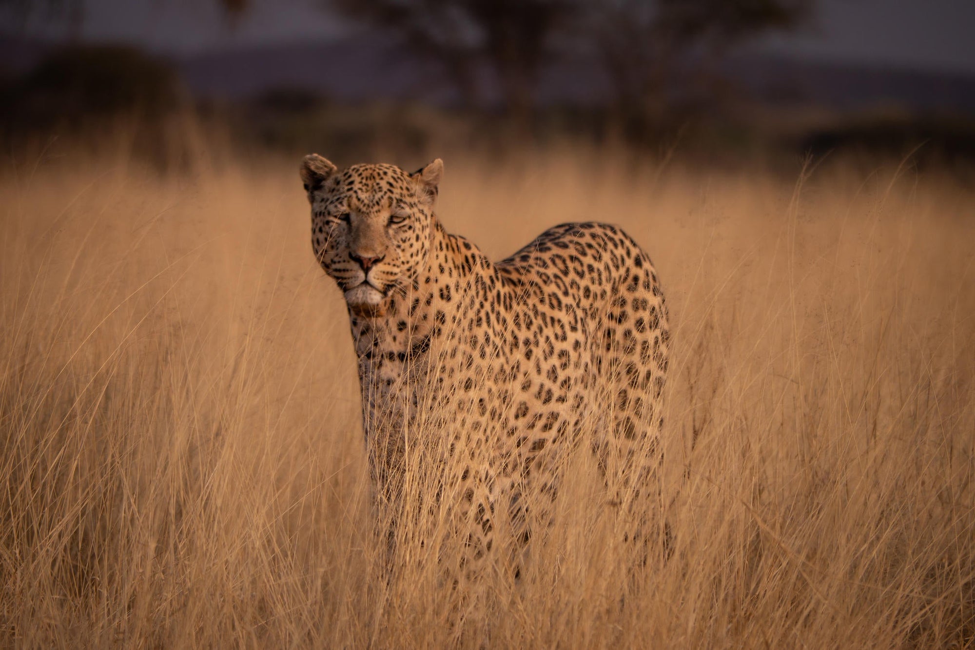 LEOPARD TRACKING: - incl. in Fully Inclusive rate gallery image 4