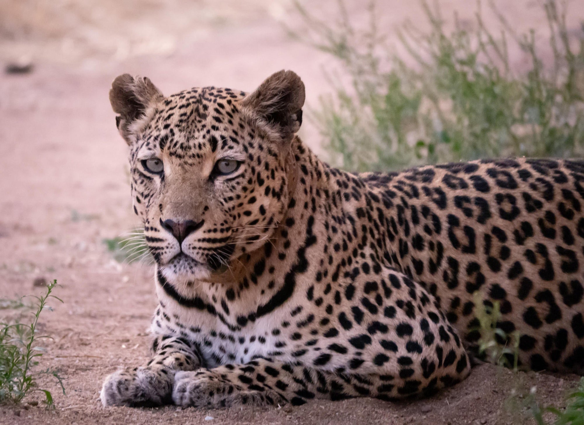 LEOPARD TRACKING: - incl. in Fully Inclusive rate gallery image 5