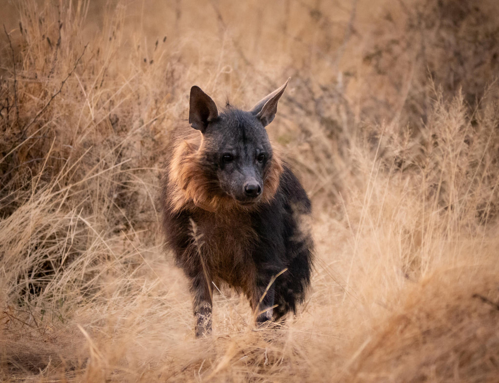 BROWN HYAENA TRACKING
