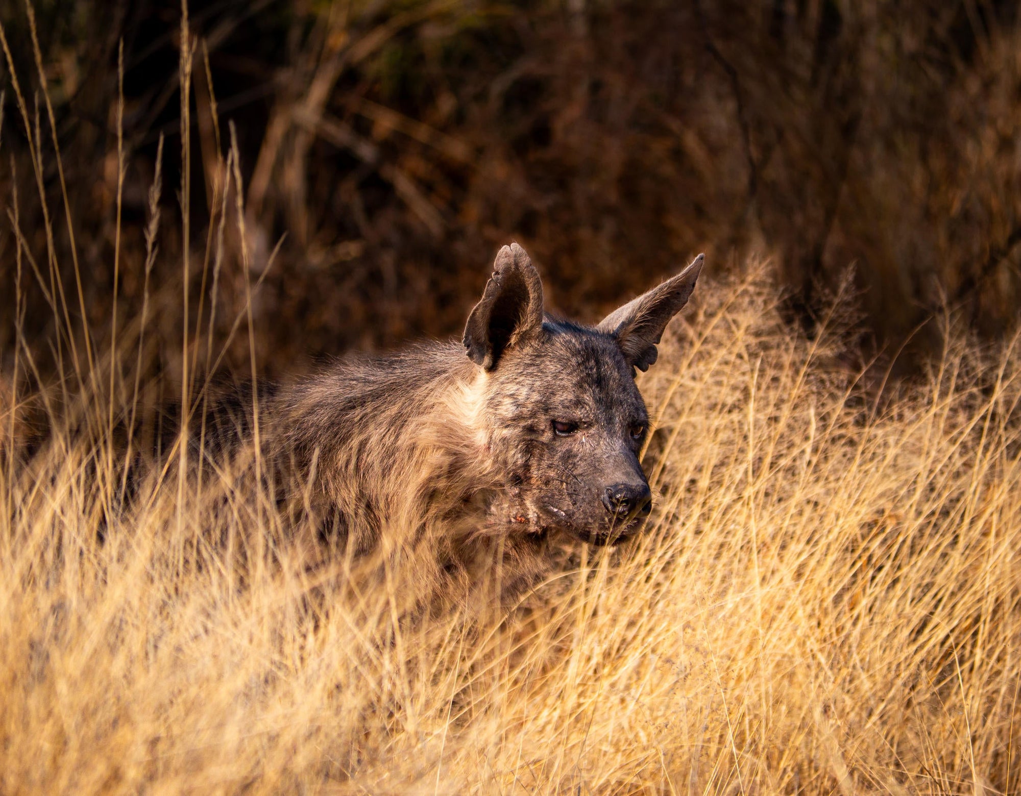 BROWN HYAENA TRACKING gallery image 2