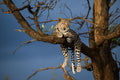 INTO AFRICAT – BEHIND THE SCIENCE  gallery image 1
