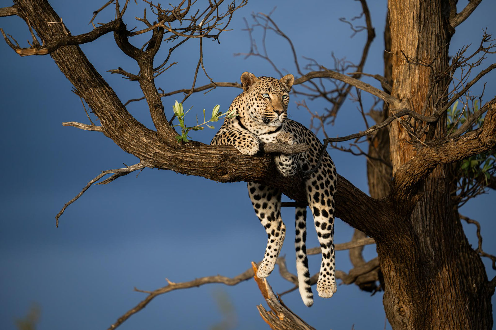 INTO AFRICAT – BEHIND THE SCIENCE