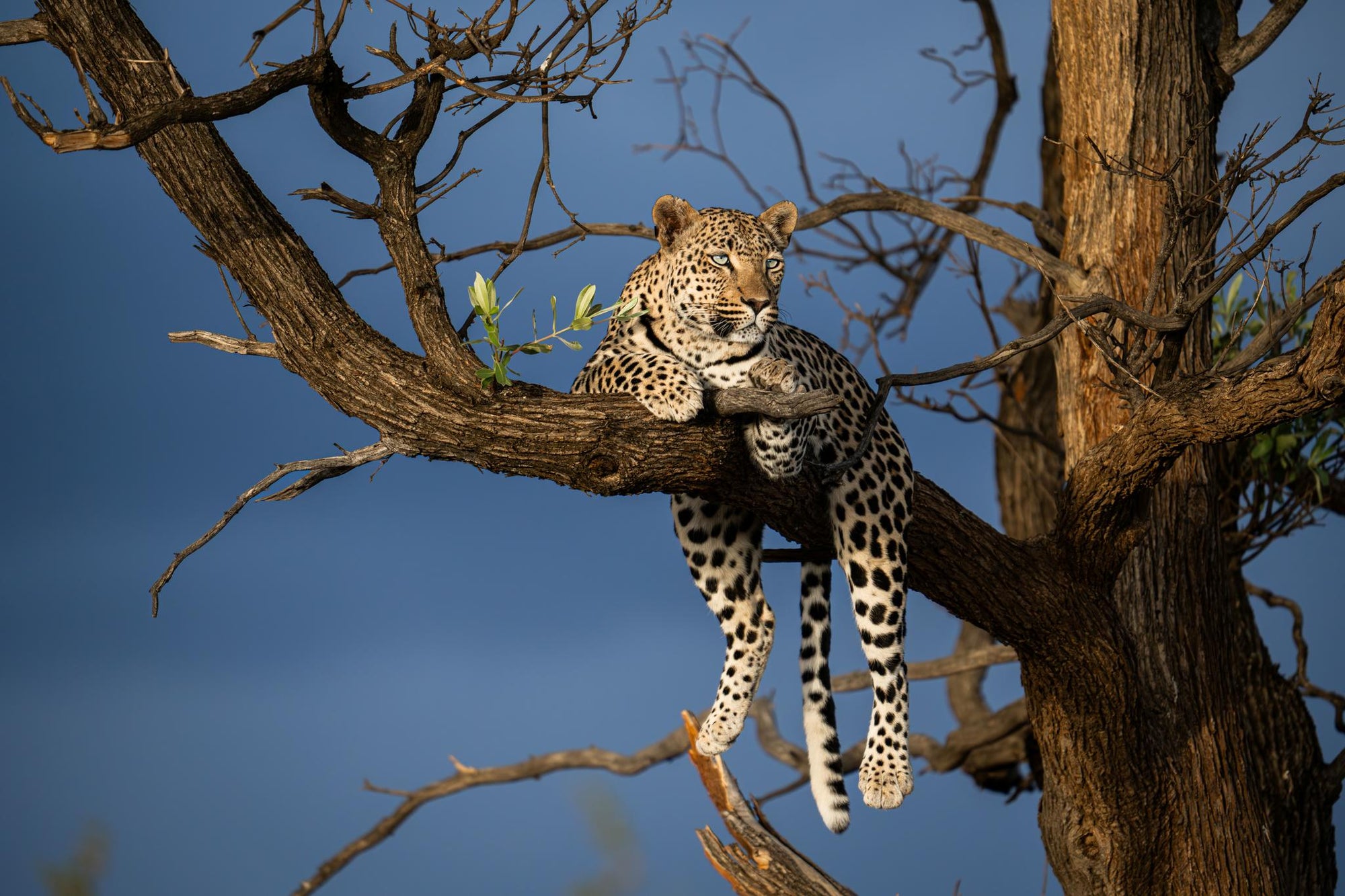 INTO AFRICAT – BEHIND THE SCIENCE  gallery image 1