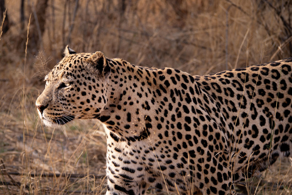 INTO AFRICAT – BEHIND THE SCIENCE  gallery image 3