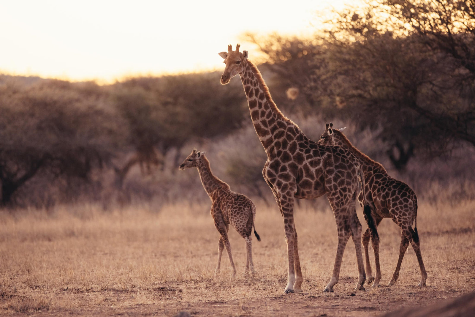 GAME & NATURE DRIVE