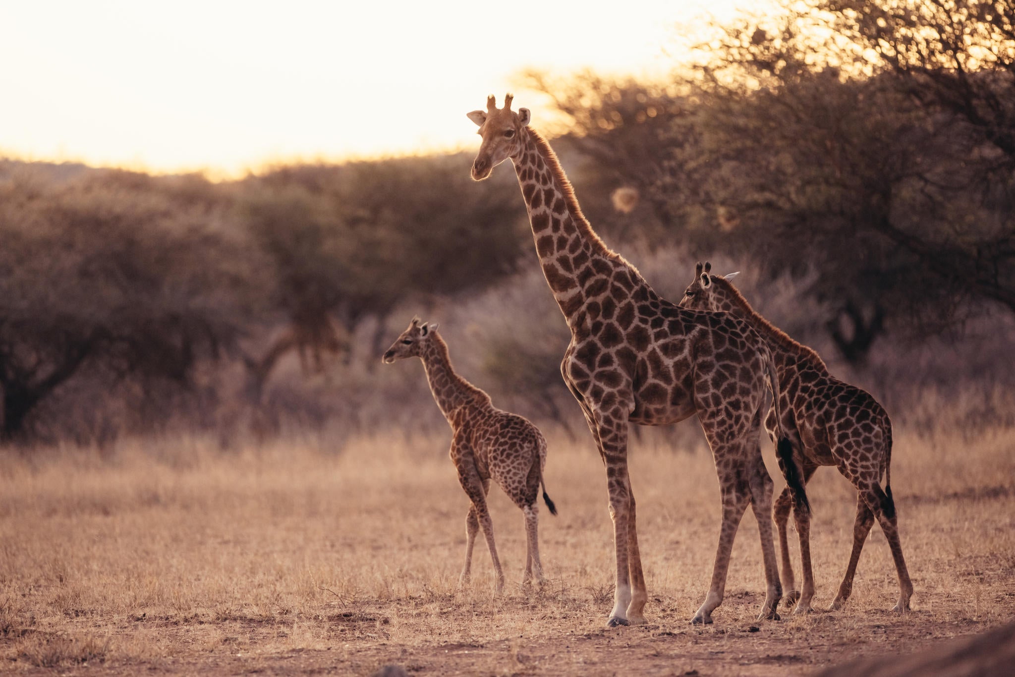 GAME & NATURE DRIVE