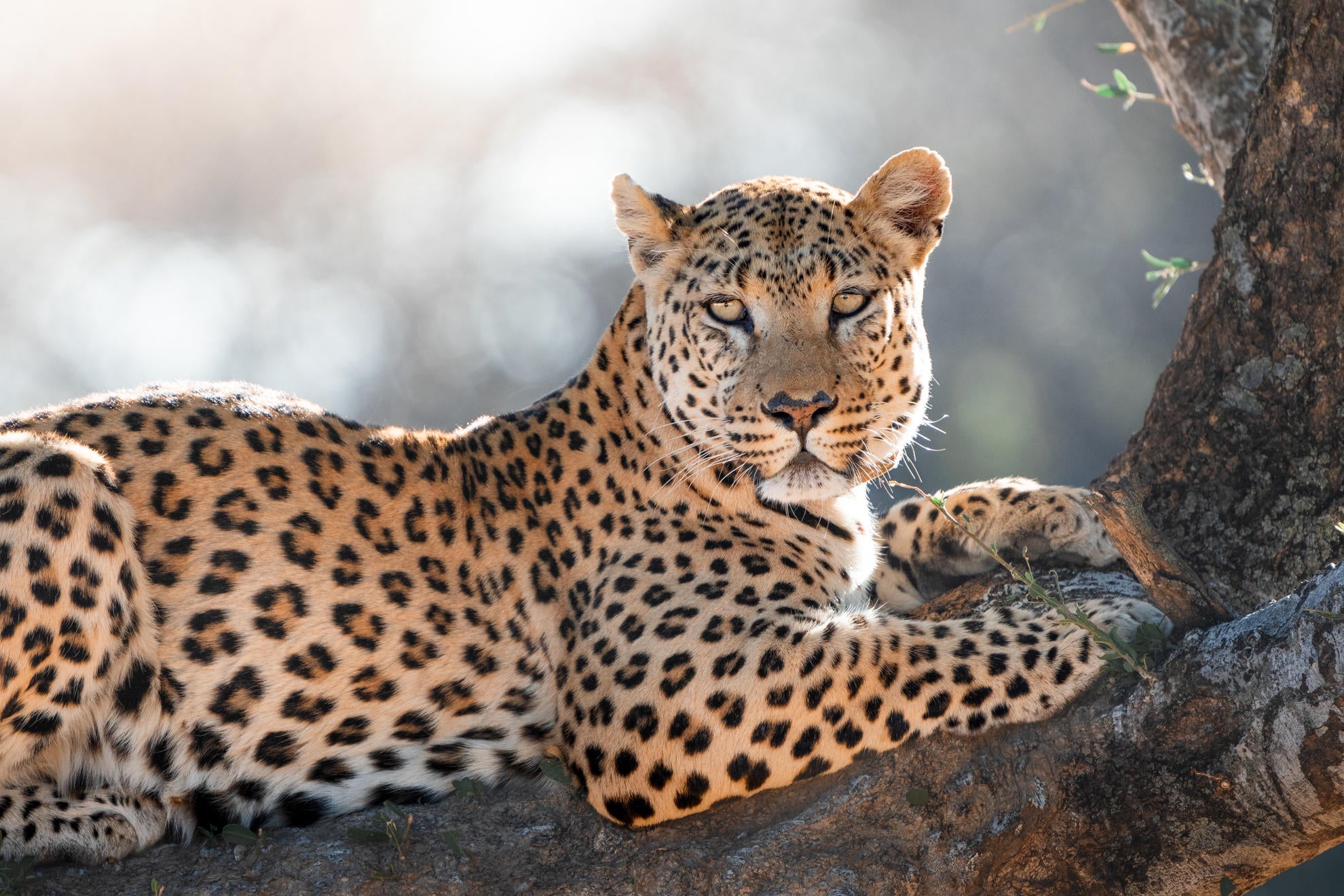 GAME & NATURE DRIVE gallery image 2
