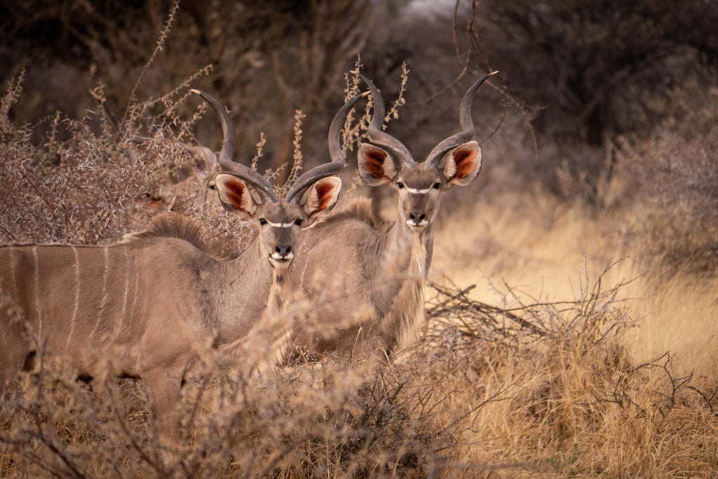 GAME & NATURE DRIVE gallery image 3