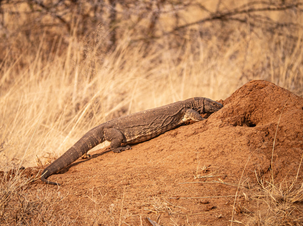 GAME & NATURE DRIVE gallery image 4