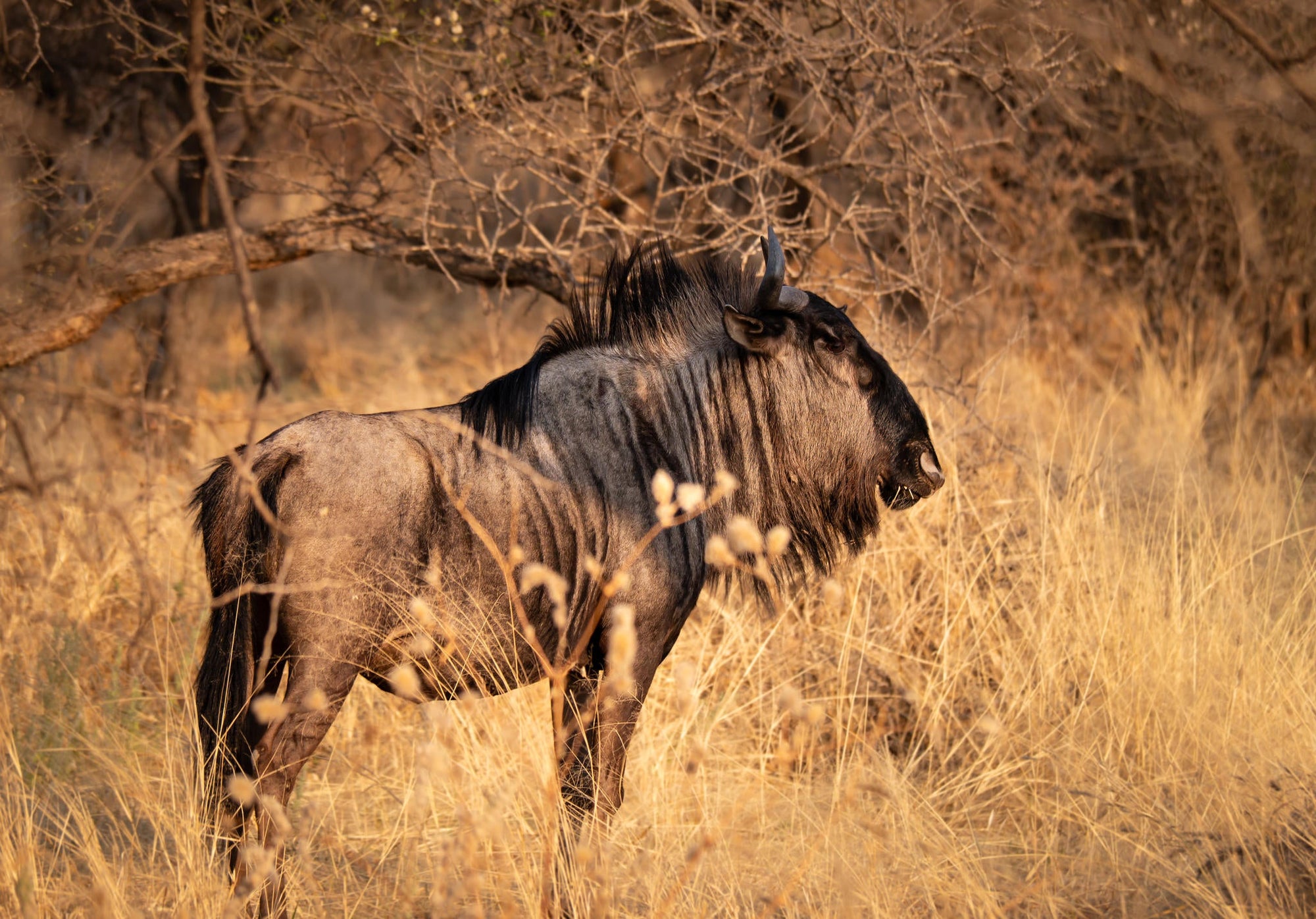 GAME & NATURE DRIVE gallery image 5