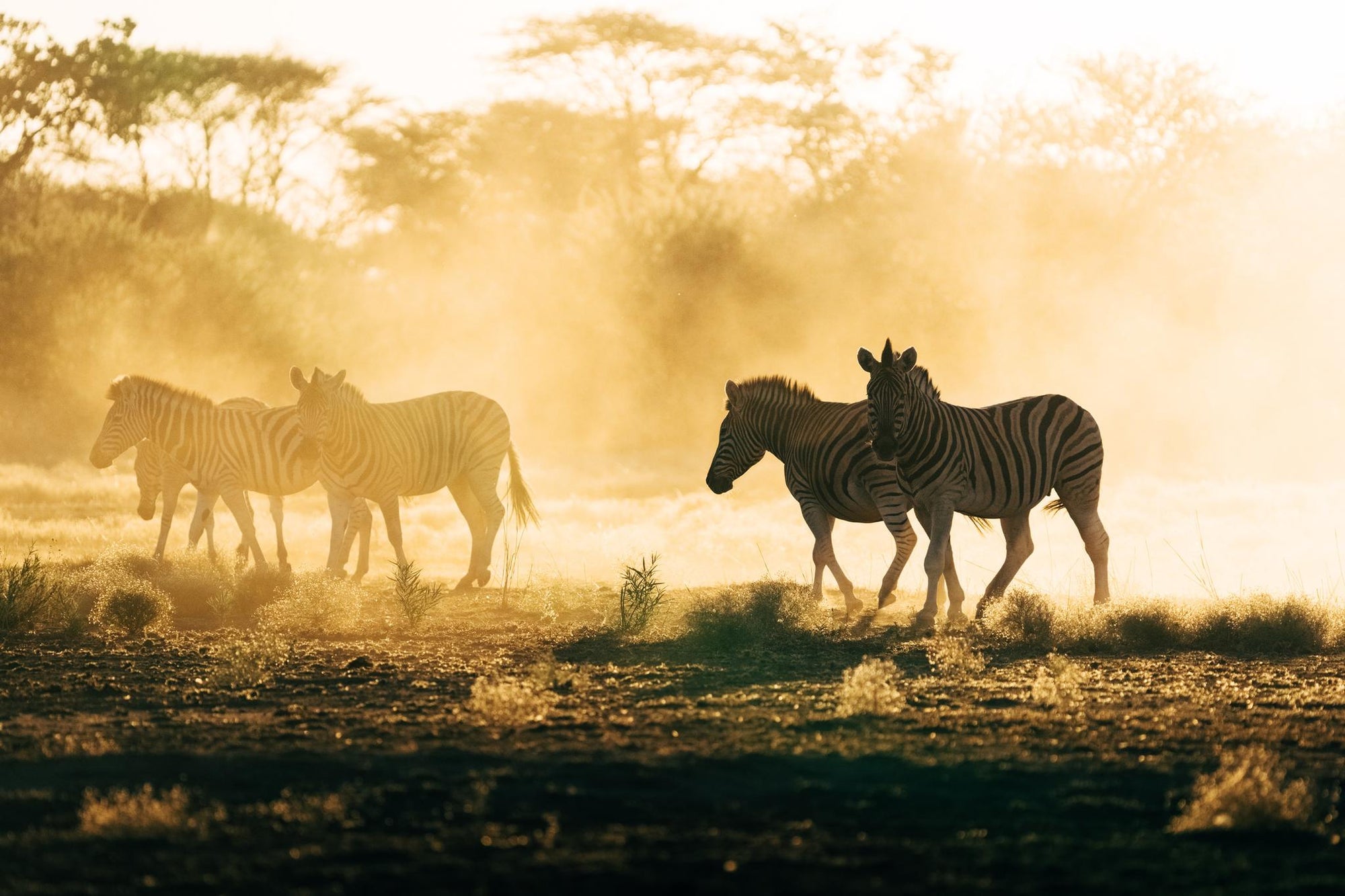 GAME & NATURE DRIVE gallery image 6