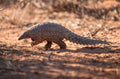 PANGOLIN TRACKING on foot gallery image 1