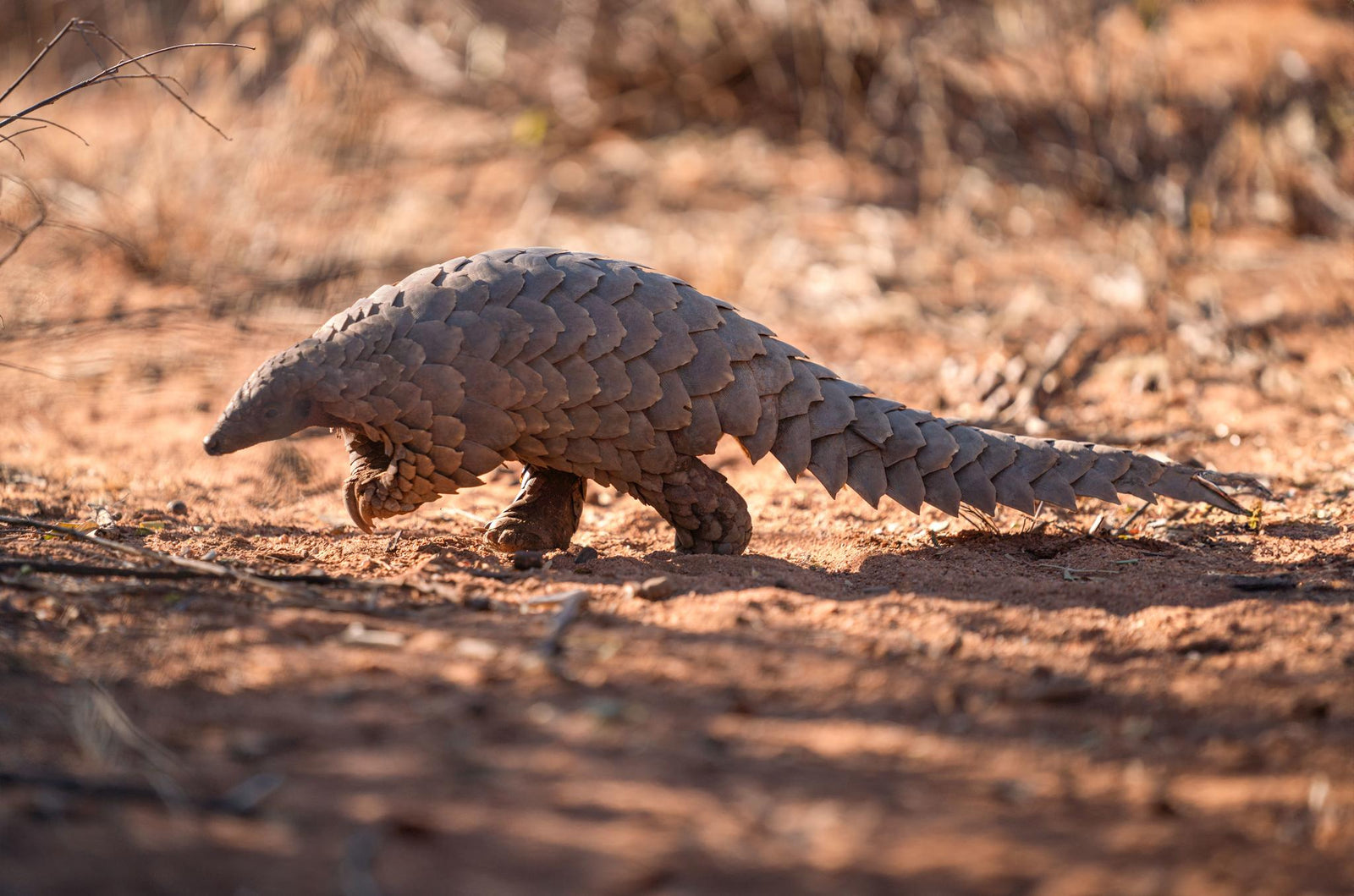 PANGOLIN TRACKING on foot