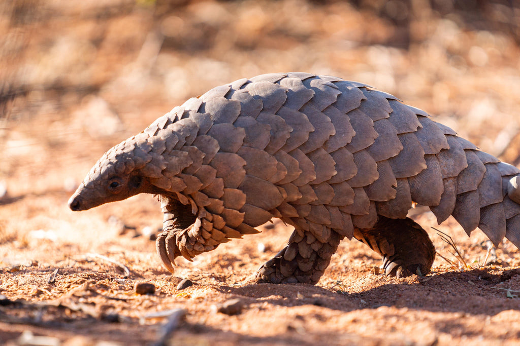 PANGOLIN TRACKING on foot gallery image 2