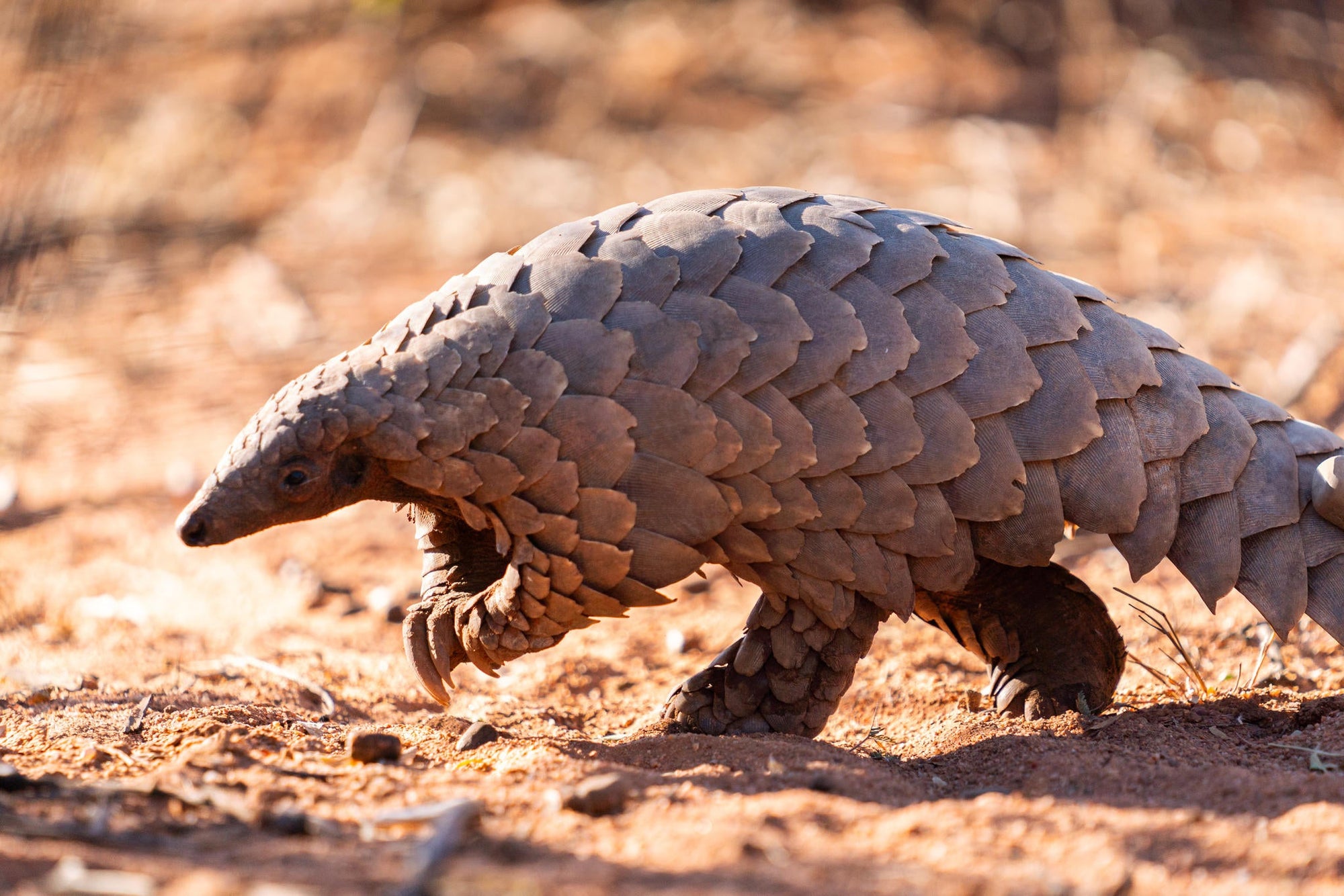 PANGOLIN TRACKING on foot gallery image 2