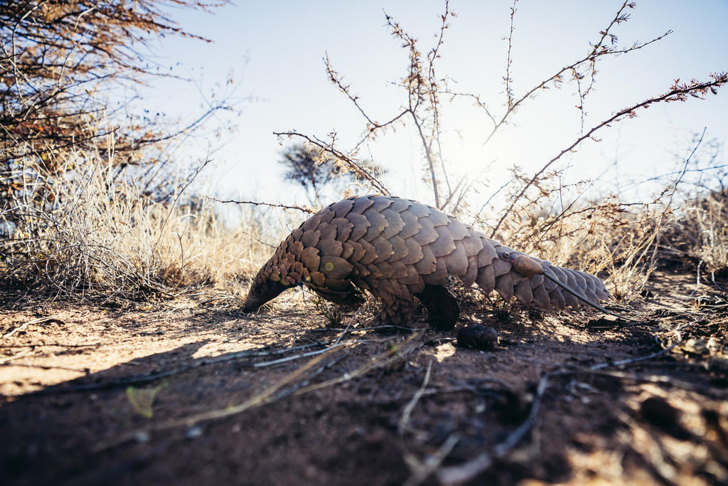 PANGOLIN TRACKING on foot gallery image 3