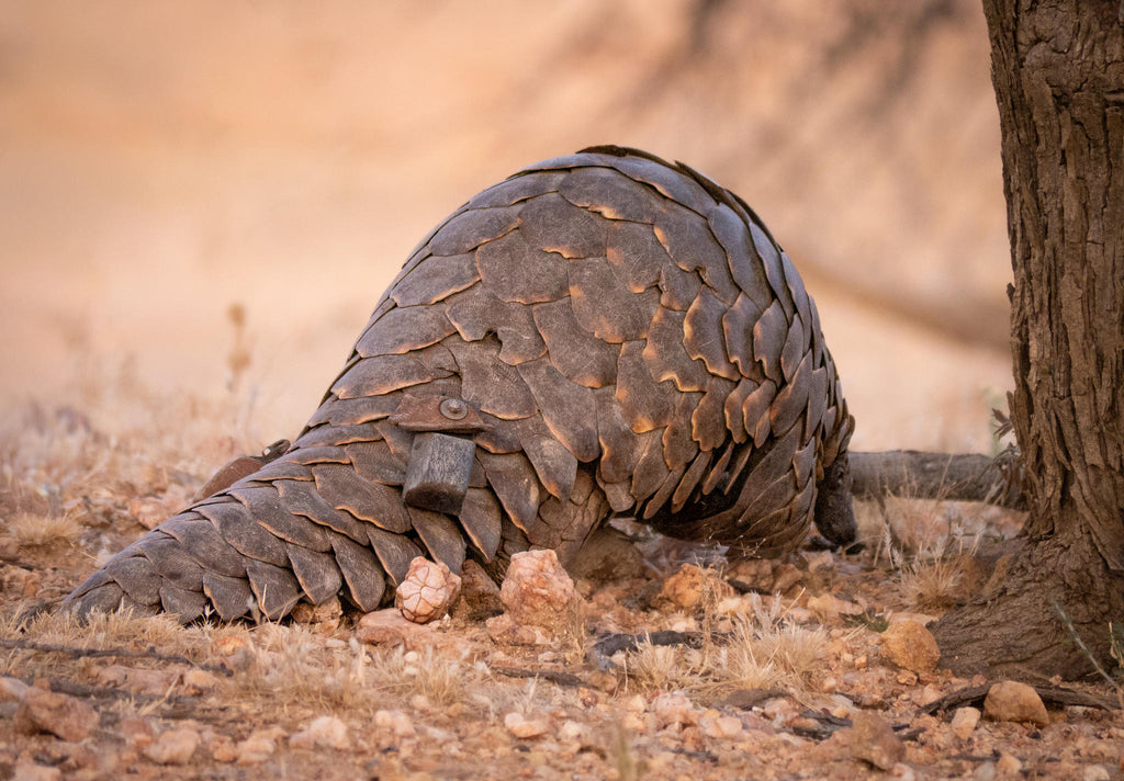 PANGOLIN TRACKING on foot gallery image 4