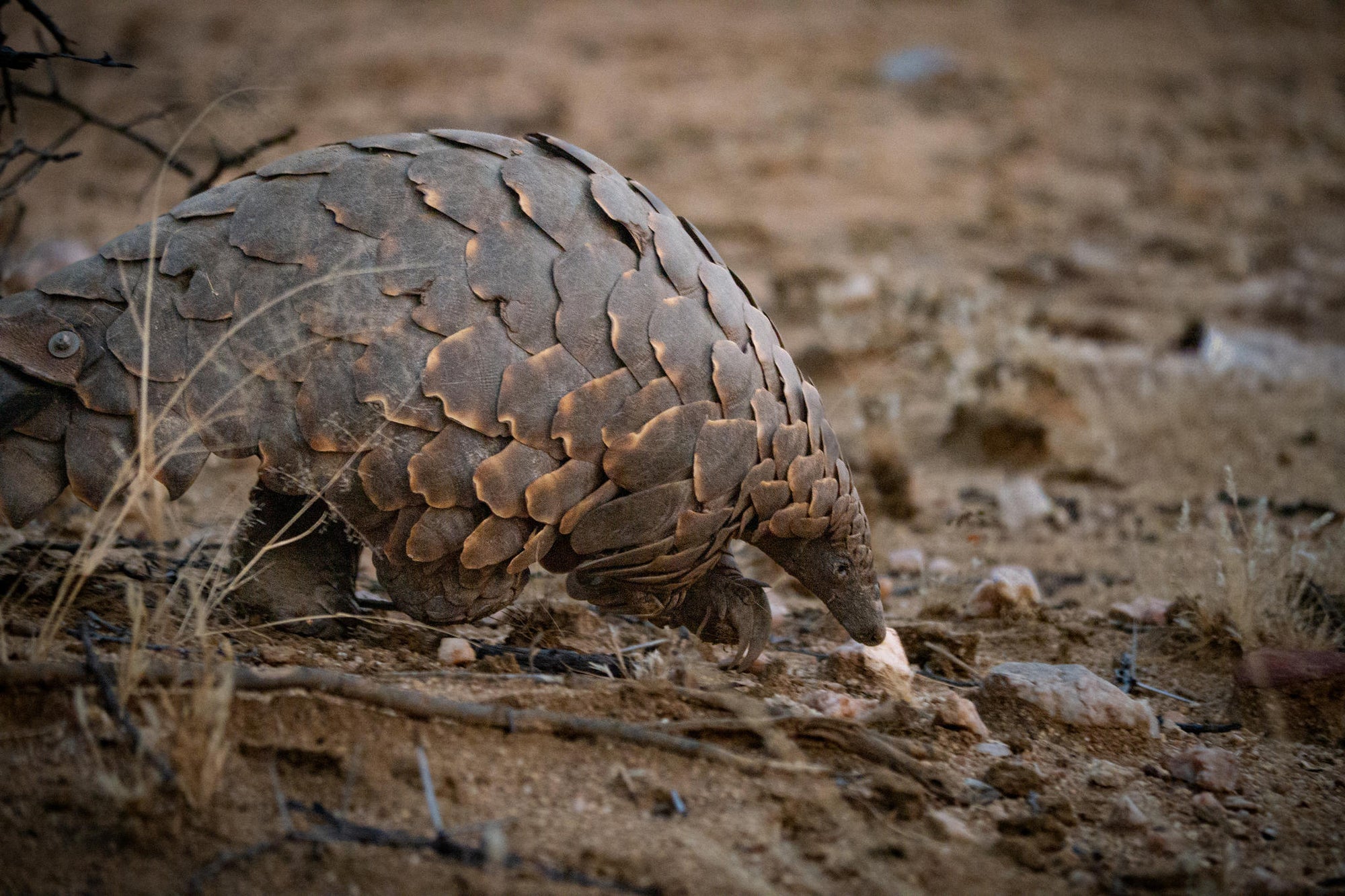 PANGOLIN TRACKING on foot gallery image 5
