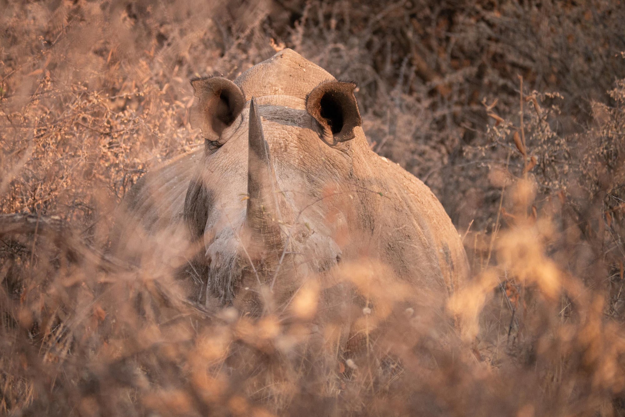 RHINO TRACKING on foot gallery image 4