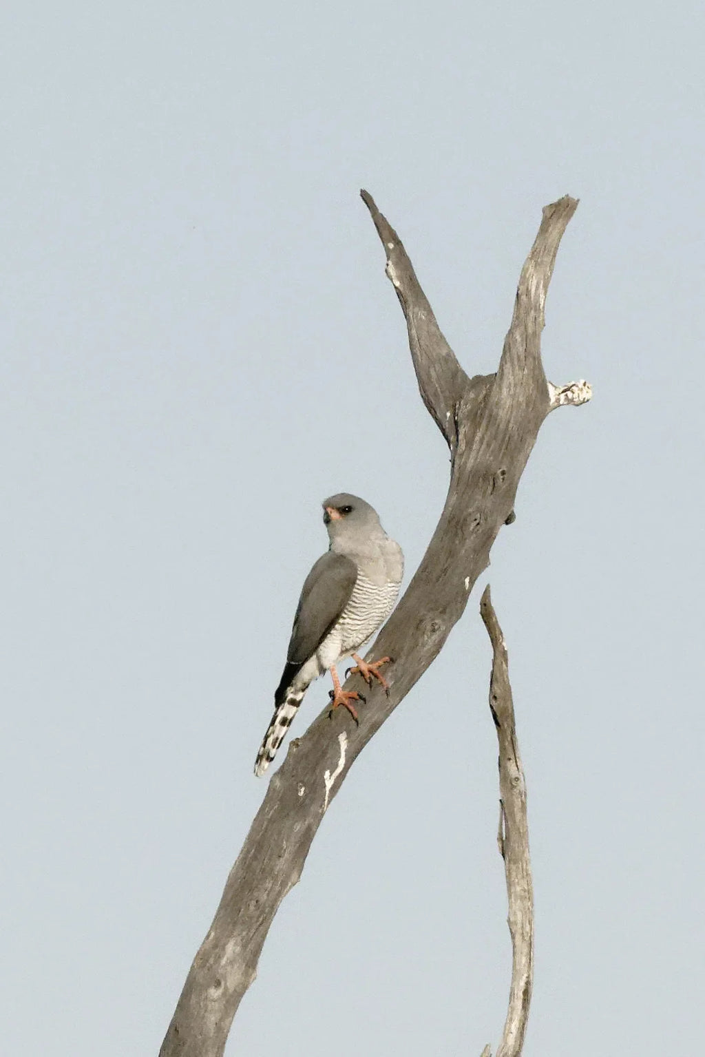 Featured image.