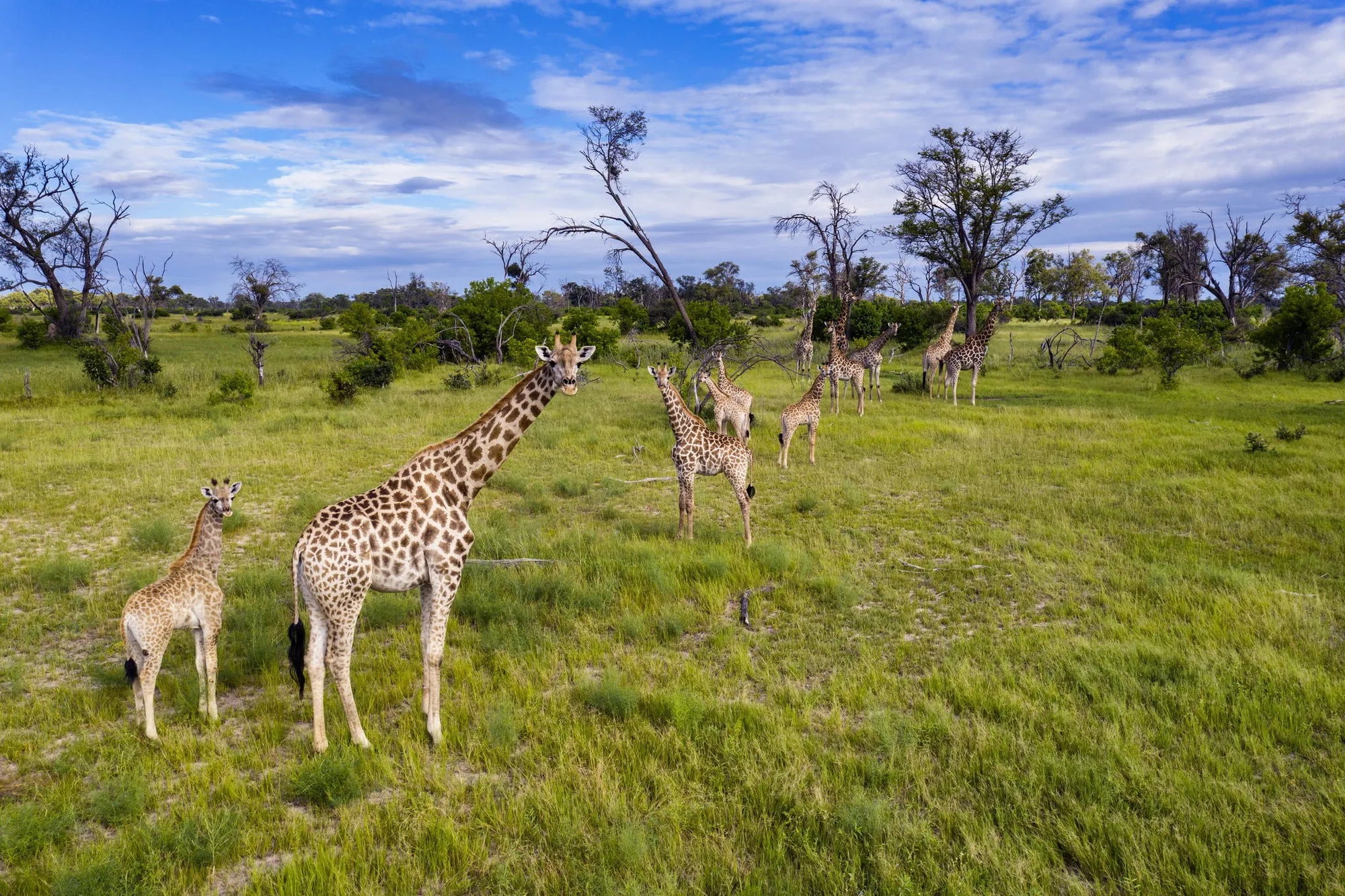 Giraffe at Little Sable, Khwai Private Reserve, Botswana.