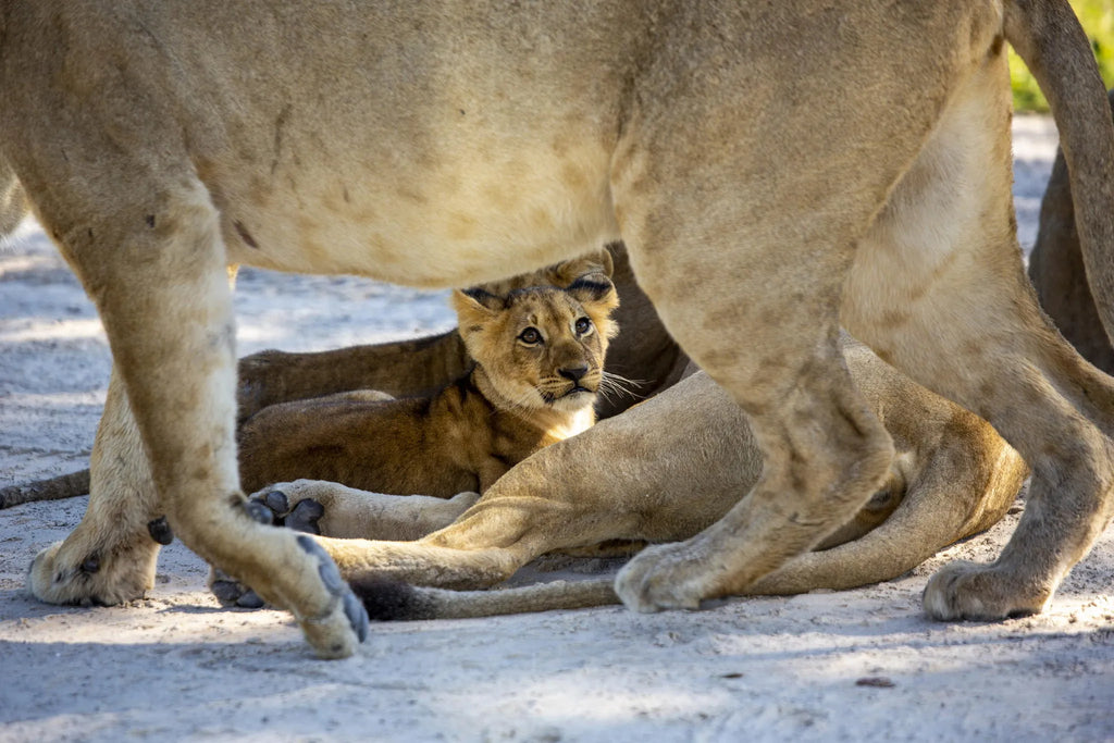 Lion at Little Sable, Khwai Private Reserve, Botswana.