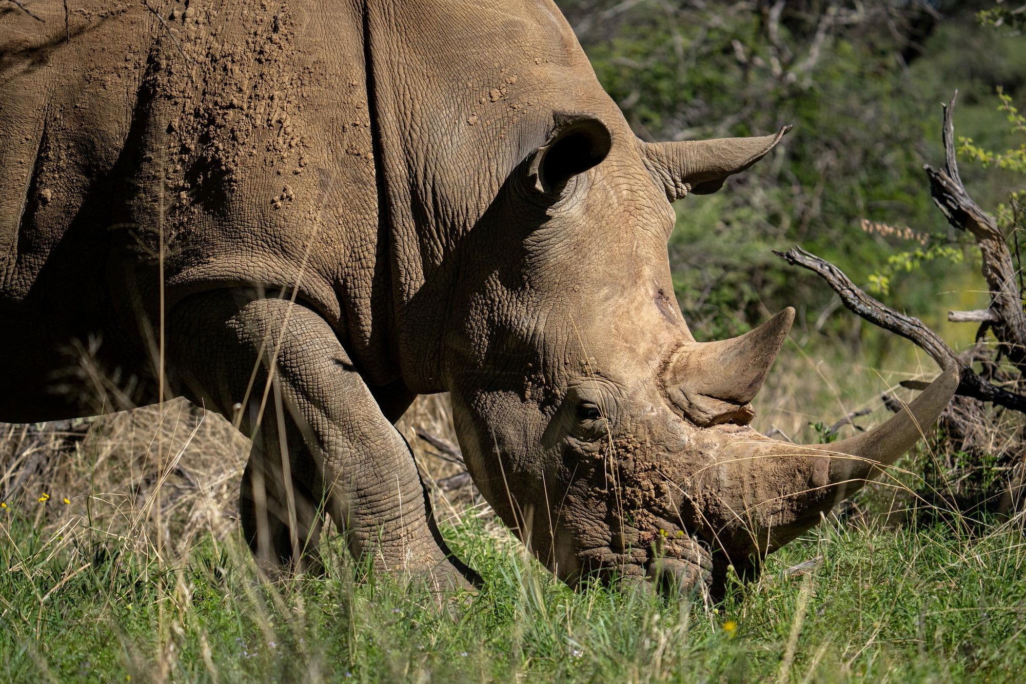 RHINO TRACKING gallery image 4