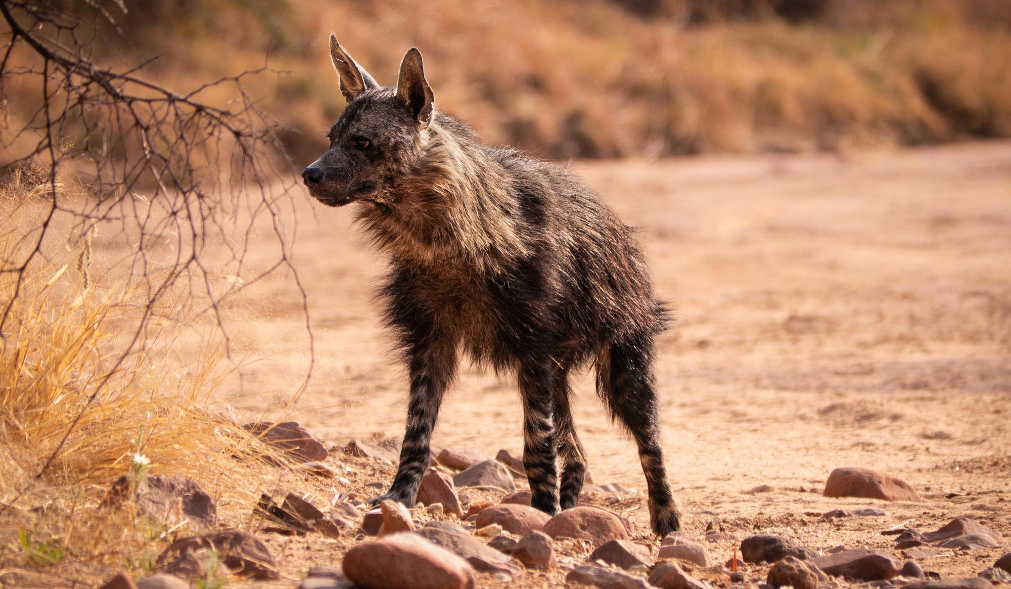BROWN HYAENA TRACKING gallery image 3